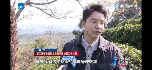 春茶开采正当时！揭秘草莓视频色板下载如何用科技“制”出一杯数字好茶