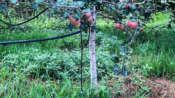 石林县引进草莓视频色板下载水肥一体化技术打造高原生态农业示范区