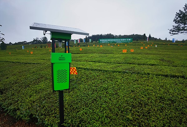 五峰仁和坪镇道家湾茶园里的草莓视频色板下载杀虫灯